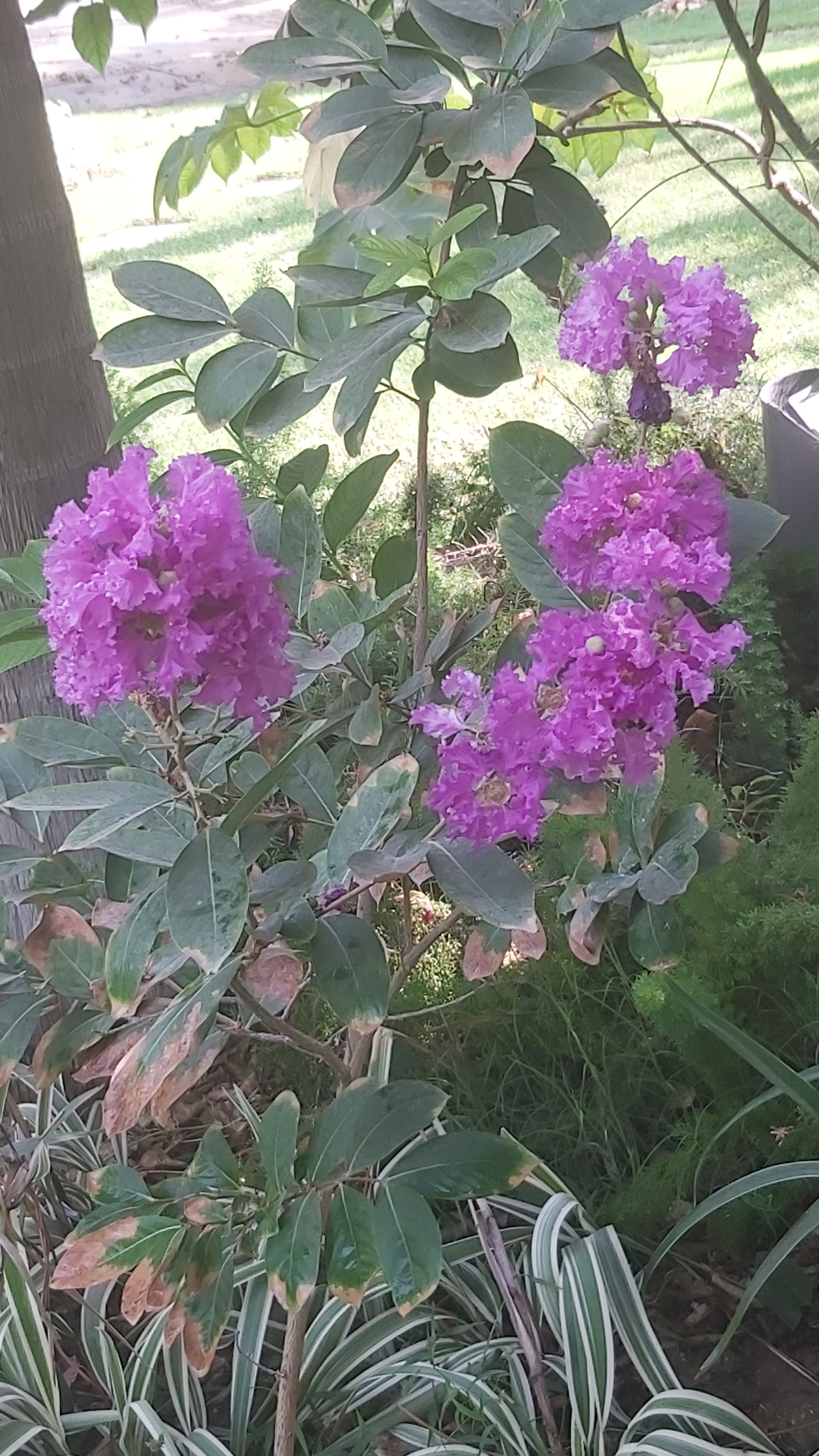Lagerstroemia indica